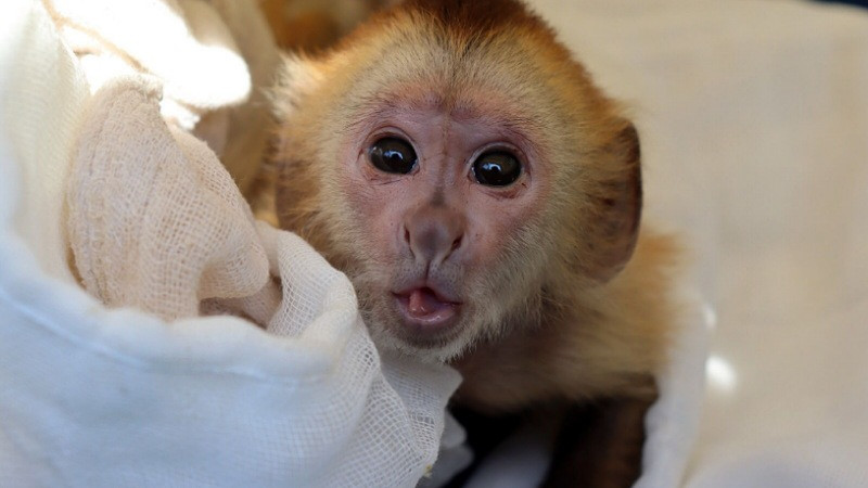 Nacieron 130 ejemplares en el Zoo de Morelia durante el 2023