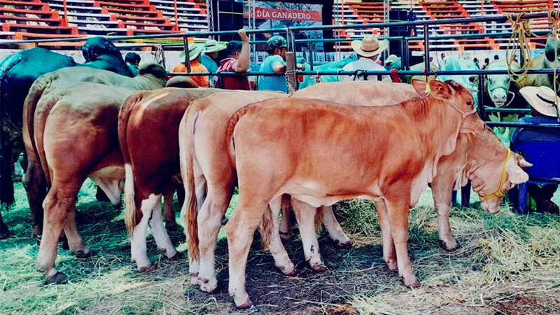 Michoacán busca abrir exportación de becerros de Tierra Caliente y Sierra Costa