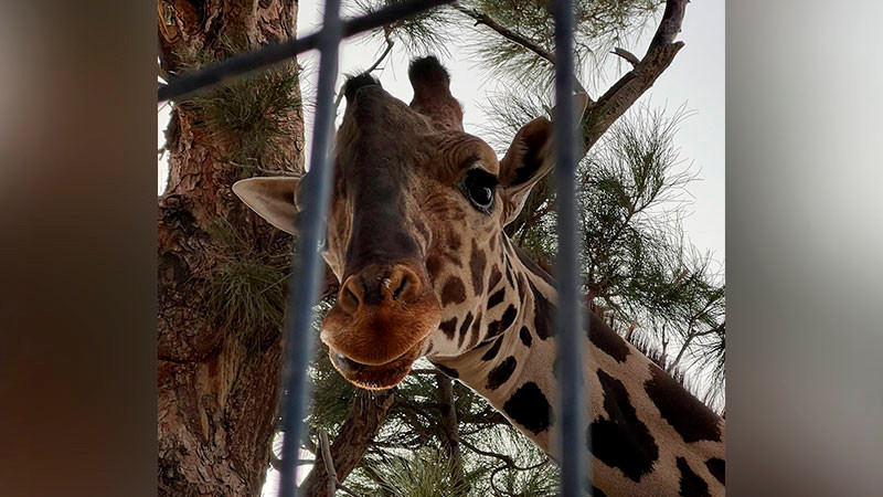 Multan por más de 1.5 millones de pesos a gobierno de Chihuahua por maltrato a jirafa 