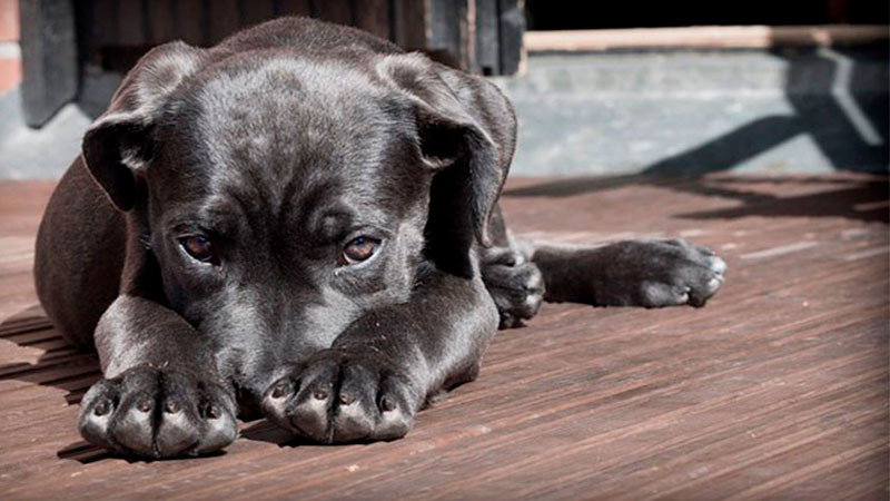 Cuidadora de mascotas golpea a un perrito en la Cuauhtémoc, CDMX