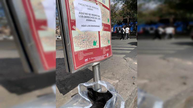 Denuncian activistas envenenamiento masivo de gatitos en la facultad de Derecho y Ciencias Sociales