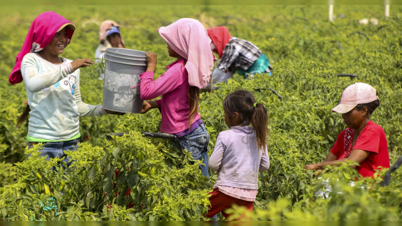 Aseguran a 18 menores y 6 adultos en huerta de arándanos en Michoacán: Investigan trata, violación y trabajos forzados