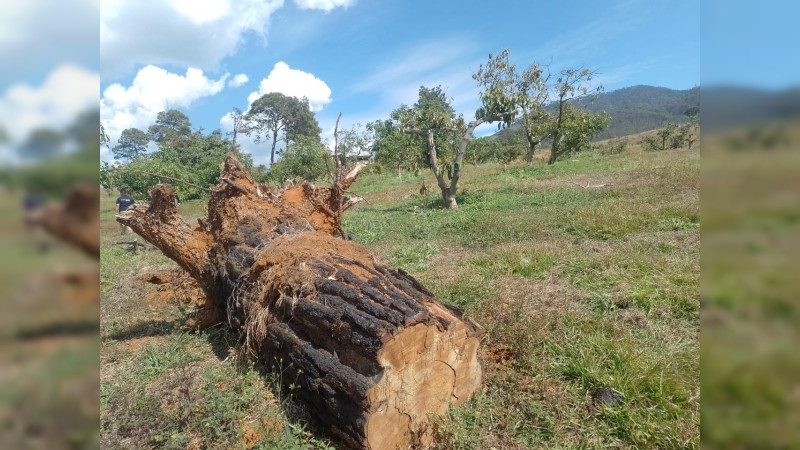 Talan cerro para sembrar aguacate, en Ziracuaretiro, Michoacán: Aseguran predio