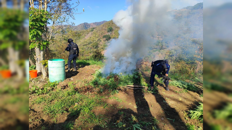 Incineran plantío de cannabis en Chinicuila, Michoacán 