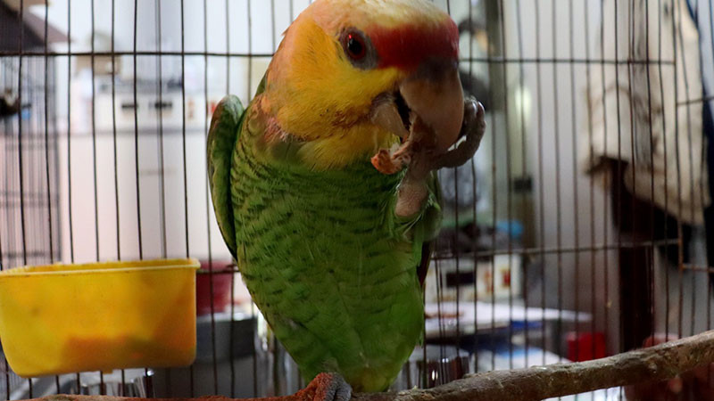 Recibe Zoo de Morelia aves decomisadas en Morelia e Indaparapeo