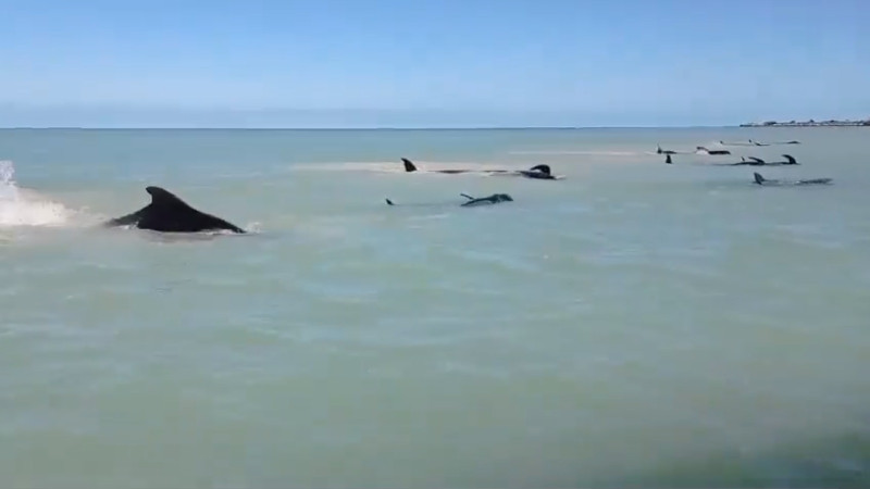 Ballenas piloto encallan en Celestún, Yucatán