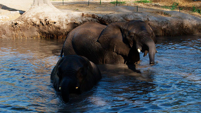 PROFEPA revisa instalaciones de zoológicos del país para garantizar destino de elefanta Annie