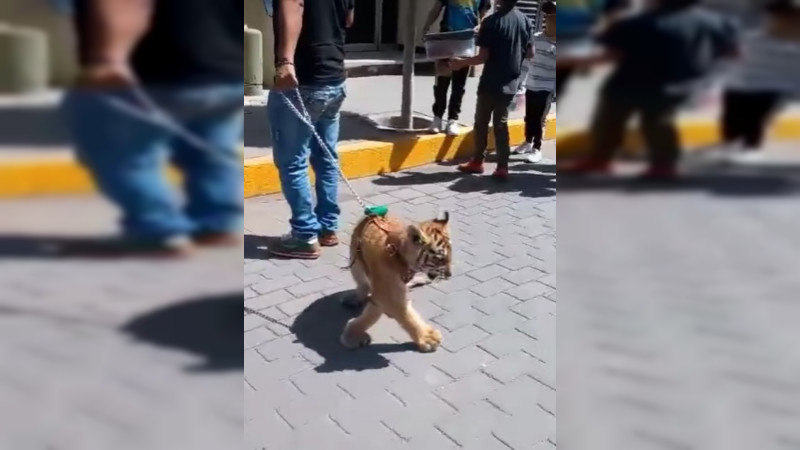 Captan a sujeto paseando un cachorro de tigre en calles de Tulancingo, Hidalgo