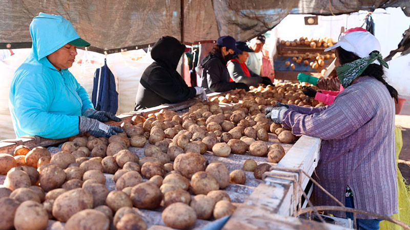 Necesario impulsar una mayor participación de las mujeres para incrementar la producción: UMFFAAC 