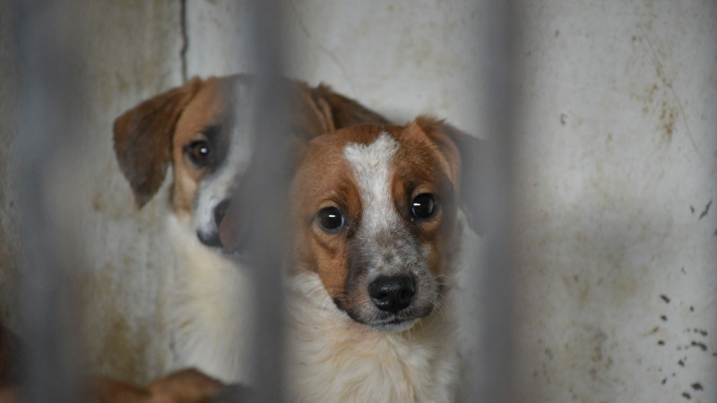 Reportan envenenamiento masivo de perros y gatos en 6 municipios de Yucatán