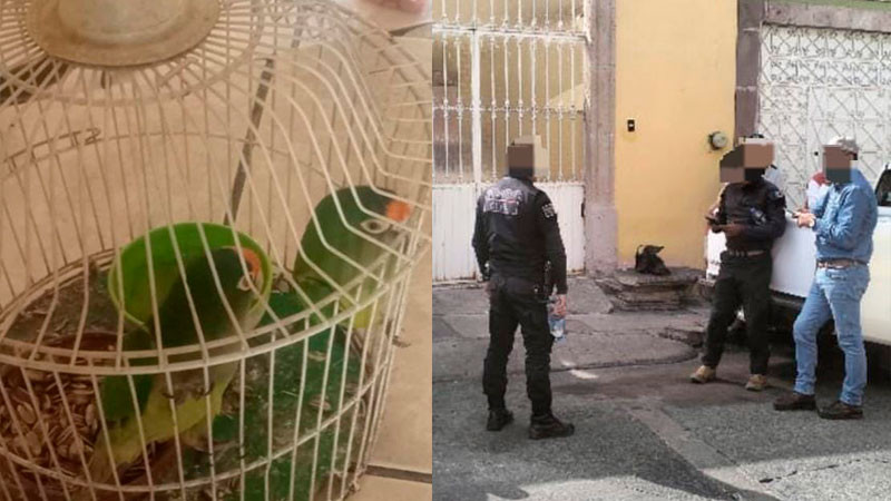 En Morelia, Michoacán aseguran dos pericos atoleros