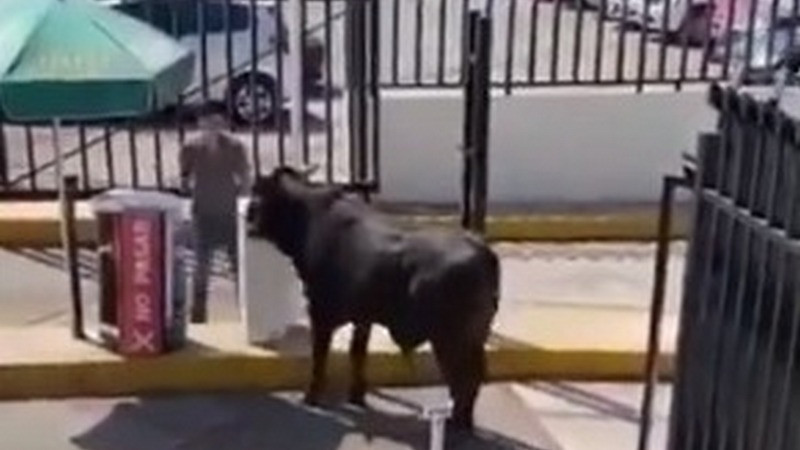 Captan en imágenes a toro paseando en instalaciones de La Salle en la CDMX