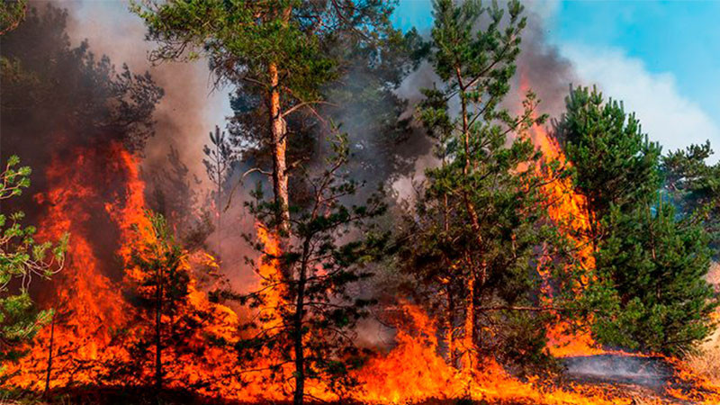 Reportan incendio forestal en condado de Miami