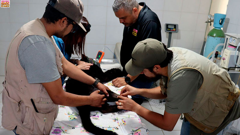 Murió la jaguar melánico del Zoo de Morelia; enfermó tras inundación por desfogue del Ooapas: Medina Ávila