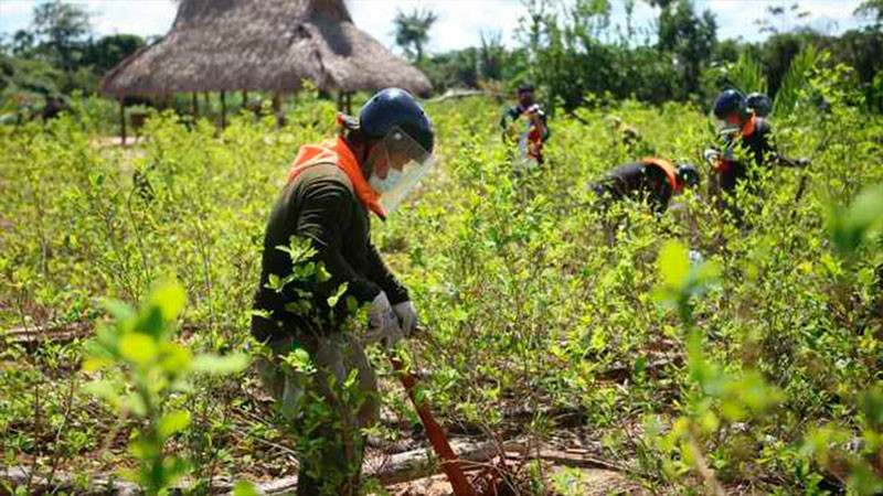 En primer semestre de 2024, Perú destruye más de 6 mil hectáreas de hojas de coca destinadas a la producción de droga