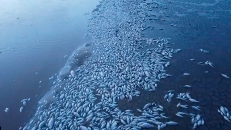 Sequía provoca la muerte de miles de peces en laguna de Chihuahua