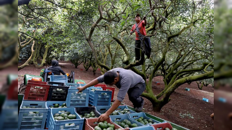 Llega a embajada de EEUU conflicto aguacatero causado por paro policiaco en Michoacán: Gobierno trabaja para reanudar exportaciones