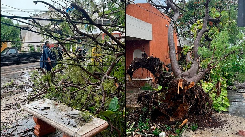 Fuertes vientos ocasionan estragos en Mérida; reportan árboles caídos y apagones