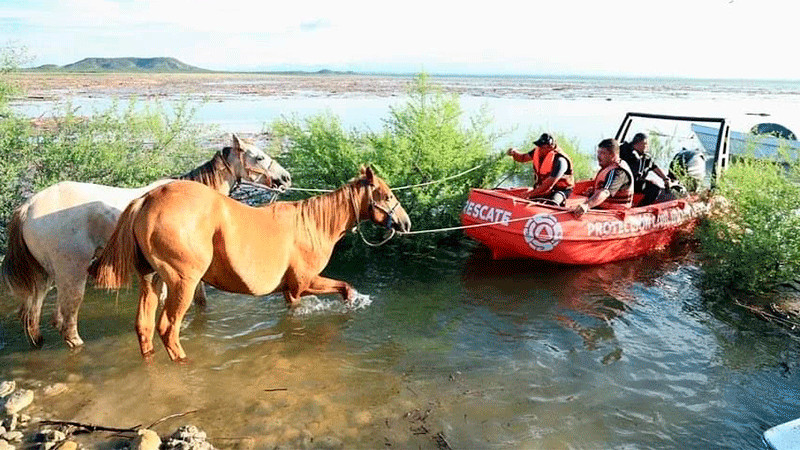 Tras lluvias, rescatan a 40 caballos varados en isleta en Nuevo León