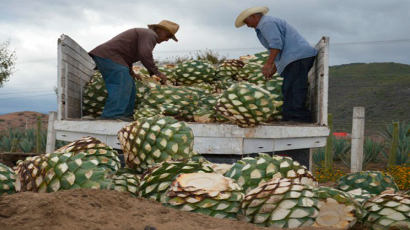 Sader Michoacán llama a mezcaletos a evitar monocultivos de agave