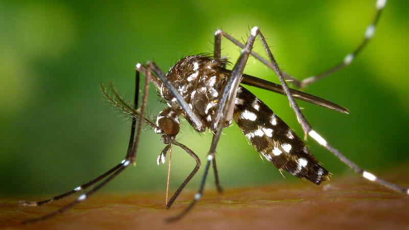 EEUU alerta por amenaza de dengue, tras alza de casos a nivel mundial