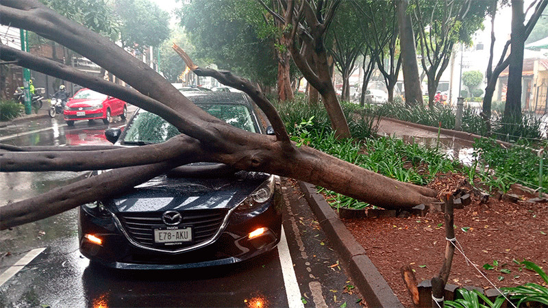 Intensa lluvia y ráfagas de viento tiran árbol de 25 metros de altura en Coyoacán