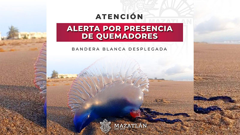 Escuadrón de Salvamento Acuático alerta sobre presencia de Quemadores en playas de Mazatlán 