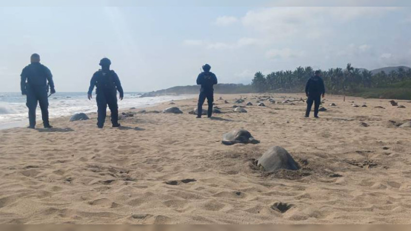 Protege Guardia Civil arribo de tortugas marinas a playas de Aquila, Michoacán