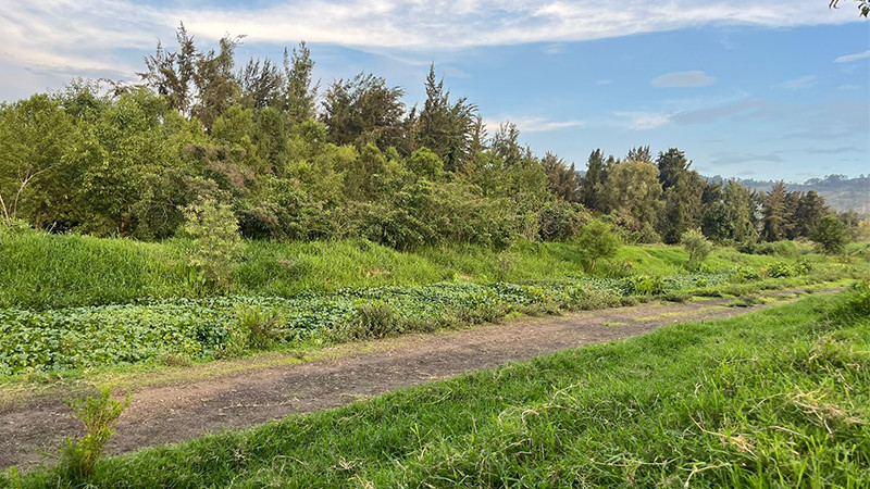 Inician la campaña: Dona Ahuejotes para el Parque Urbano Ecológico de Uruapan  