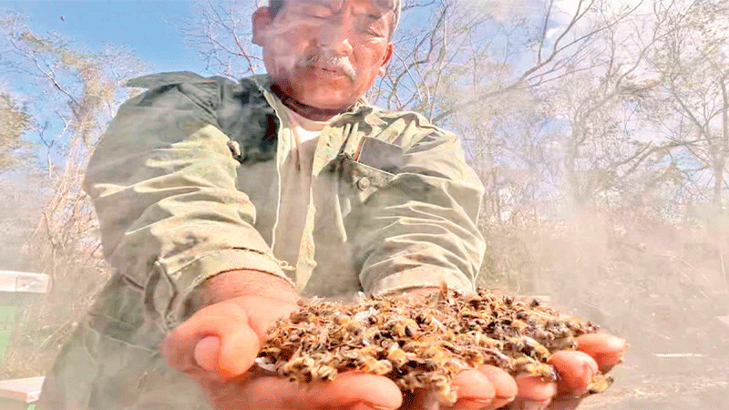 En Campeche, apicultores denuncian muerte masiva de abejas por uso de tóxicos en cultivos