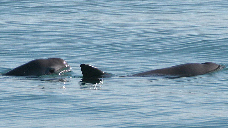 México podría permanecer en la lista negra de la UNESCO por no proteger hábitat de la vaquita marina