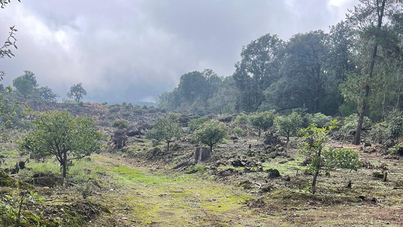 Aseguran en Tacámbaro, Michoacán predio talado para siembra de aguacate