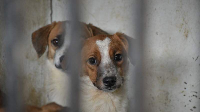 Guanajuato: Taquero hiere con arma blanca a perrito de 2 meses que se encontraba cerca de su puesto