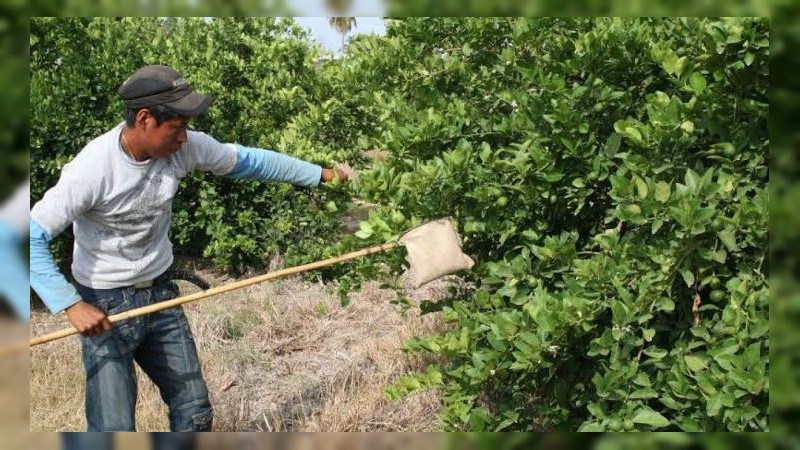 Anuncian paro de cortadores de limón de Apatzingán y Buenavista por cobro de cuotas: Exigen garantías al Gobierno