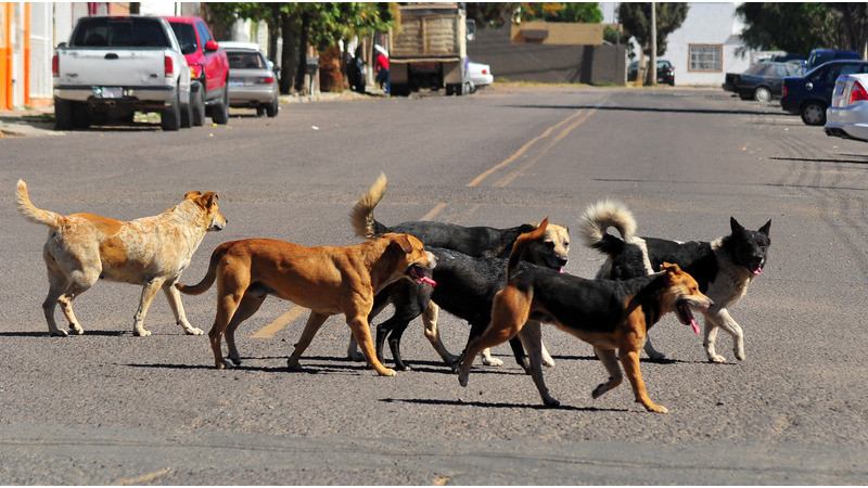 En Hoctún, Yucatán, envenenan a perritos; identifican a presunto responsable