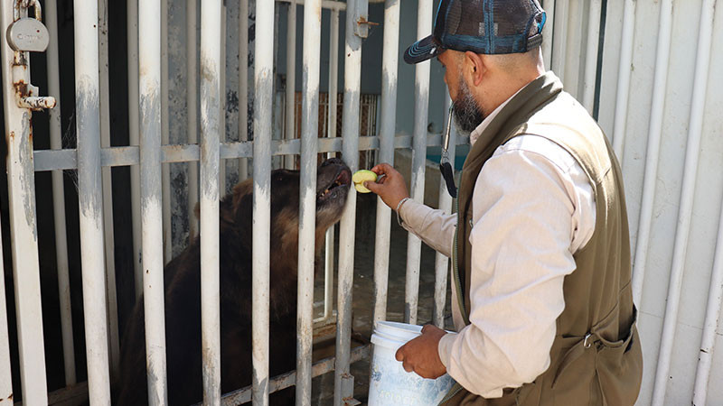 Entrena Zoológico de Morelia a osa pardo para cuidar su salud