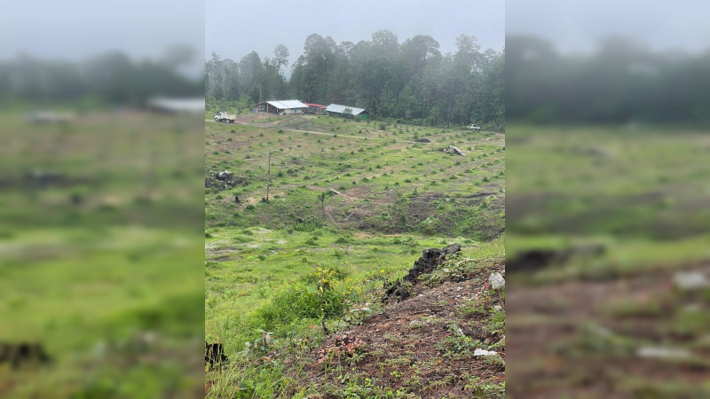 Cateo en Tzitzio revela plantación ilegal de aguacate, en Michoacán 