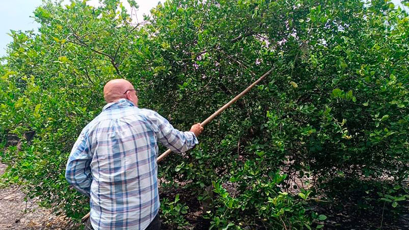 Productores de Buenavista y Apatzingán, Michoacán, reanudan corte y venta de limón