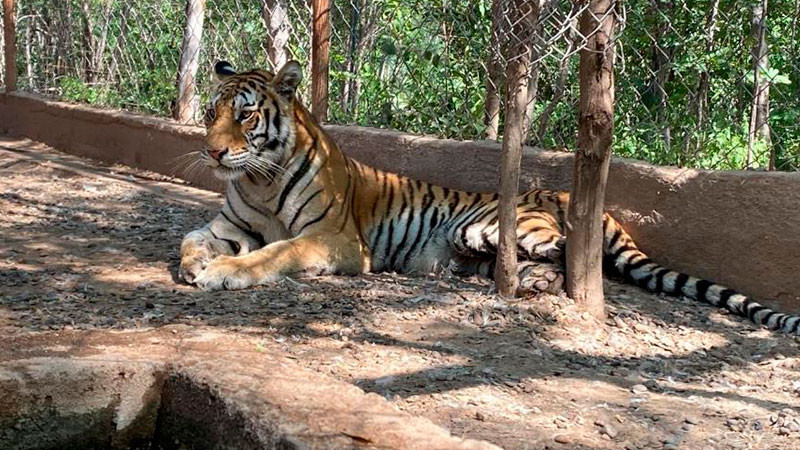 Tigresa rescatada en Sinaloa está en cuarentena recuperándose en el Santuario Ostok