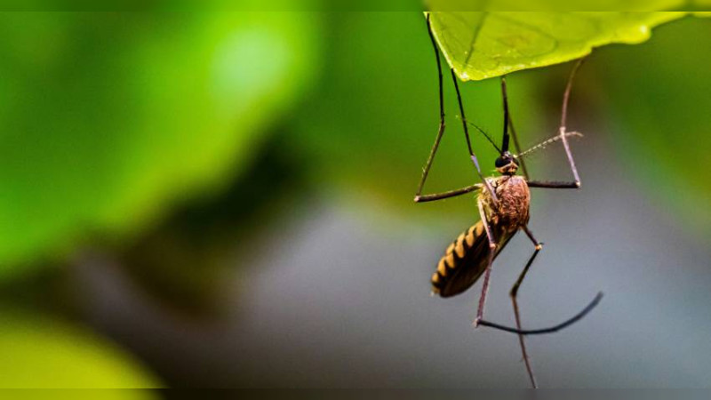 No habrá proliferación de dengue en Morelia luego de inundaciones: autoridades