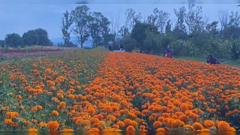 Viene la Fiesta de la flor de cempasúchitl a Tarímbaro