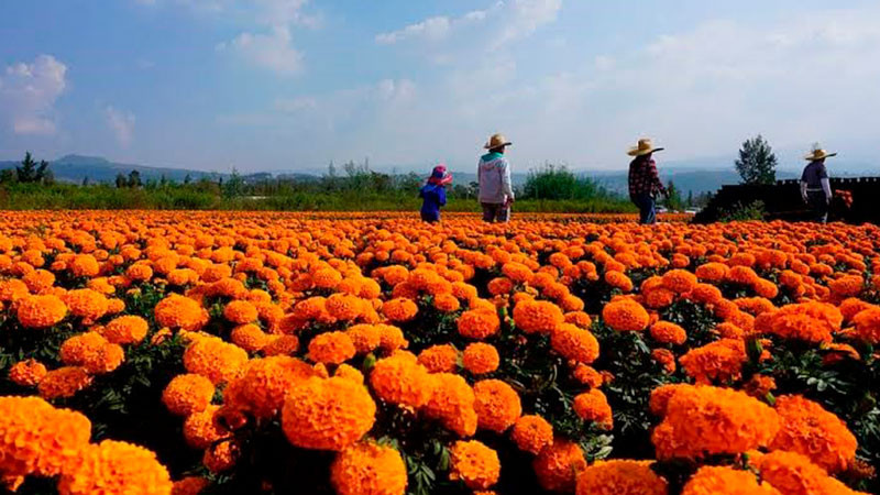 Cambio climático afecta producción de flor de cempasúchil en Puebla