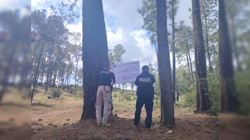 Aseguran predio en Michoacán por siembra de aguacate en zonas deforestadas