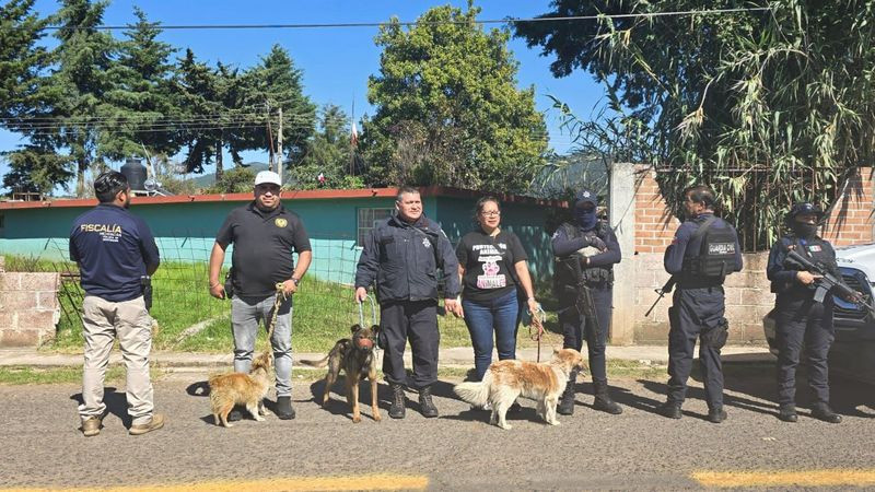 Rescatan a tres perros en condiciones de maltrato animal en Senguio, Michoacán 