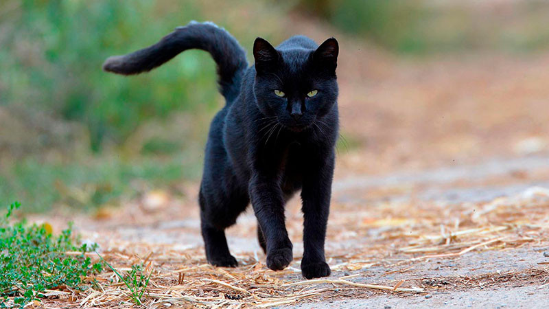 En cementerio de Tamaulipas encuentran gatos negros muertos