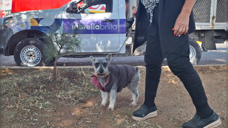 Gobierno de Morelia rescata ejemplares caninos de maltrato animal